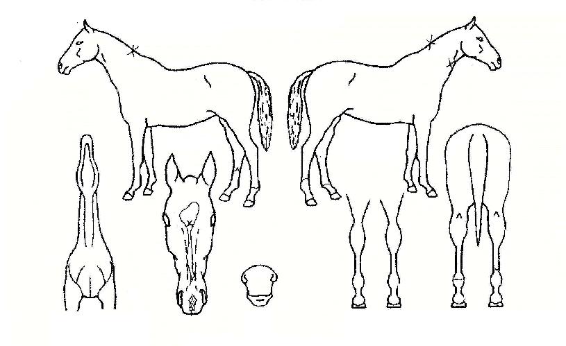 ½Åºñ°øÁÖÀÇ Ãø¸é,¿ì¸é,µÞ¸é,µÎ»ó,´Ù¸®ÀÇ Æ¯Â¡µµÇØ