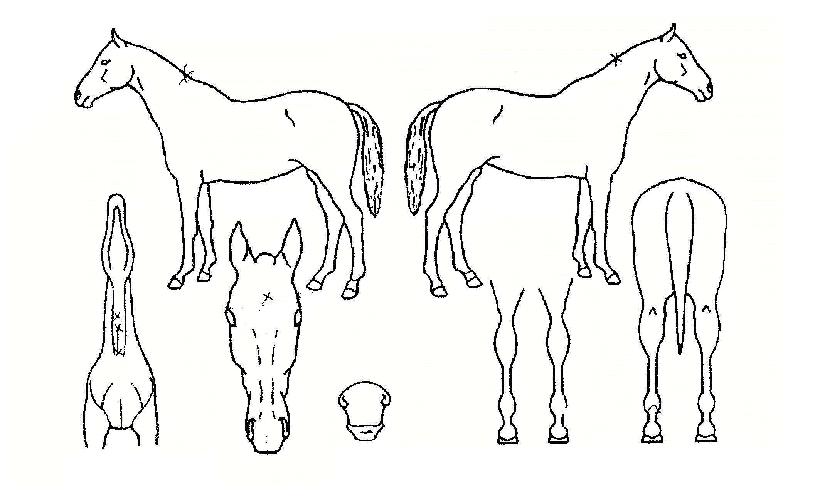 ��ī��������� ����,���,�޸�,�λ�,�ٸ��� Ư¡����