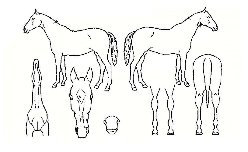 ´ë¹Ú½ÅÈÀÇ Ãø¸é,¿ì¸é,µÞ¸é,µÎ»ó,´Ù¸®ÀÇ Æ¯Â¡µµÇØ