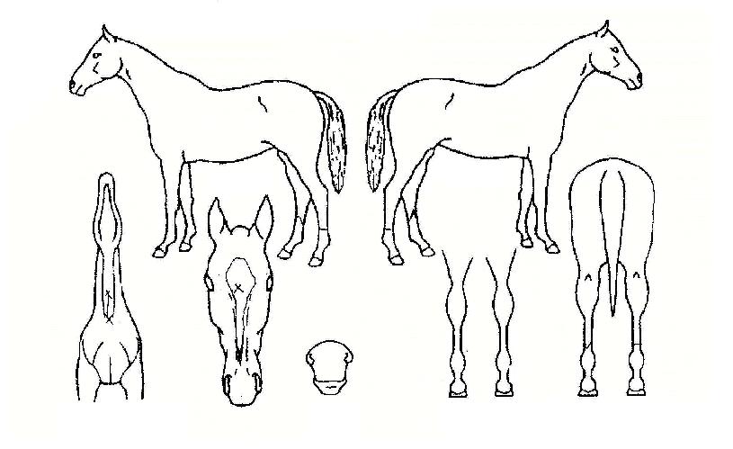 µµÇ³ÀÇ Ãø¸é,¿ì¸é,µÞ¸é,µÎ»ó,´Ù¸®ÀÇ Æ¯Â¡µµÇØ