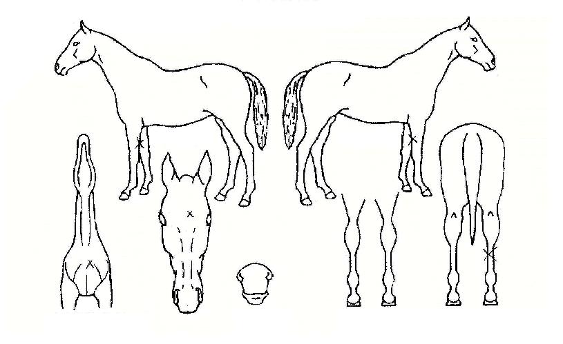 ¼ÛµµÆ¯±ÞÀÇ Ãø¸é,¿ì¸é,µÞ¸é,µÎ»ó,´Ù¸®ÀÇ Æ¯Â¡µµÇØ