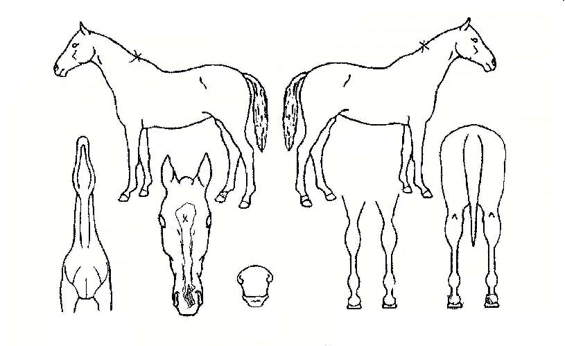 �ŷ�����Ʈ�� ����,���,�޸�,�λ�,�ٸ��� Ư¡����