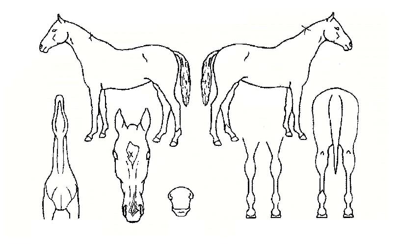 »ê·Ïµµ·ÎÀÇ Ãø¸é,¿ì¸é,µÞ¸é,µÎ»ó,´Ù¸®ÀÇ Æ¯Â¡µµÇØ