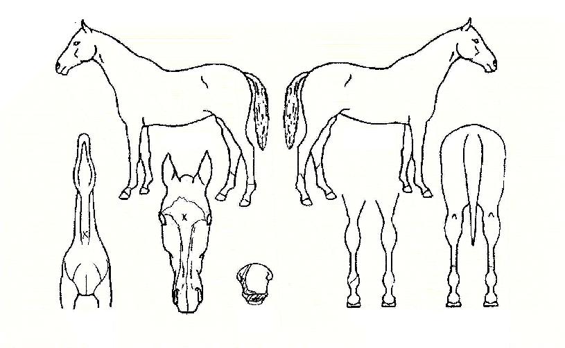 �ضߴ±���� ����,���,�޸�,�λ�,�ٸ��� Ư¡����