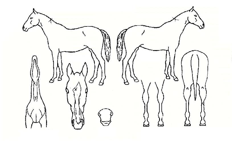 °¡¾ßÀDzÞÀÇ Ãø¸é,¿ì¸é,µÞ¸é,µÎ»ó,´Ù¸®ÀÇ Æ¯Â¡µµÇØ