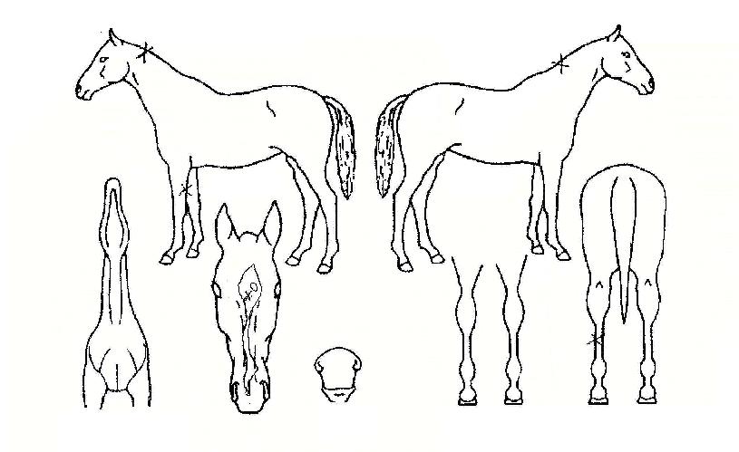 ������ ����,���,�޸�,�λ�,�ٸ��� Ư¡����