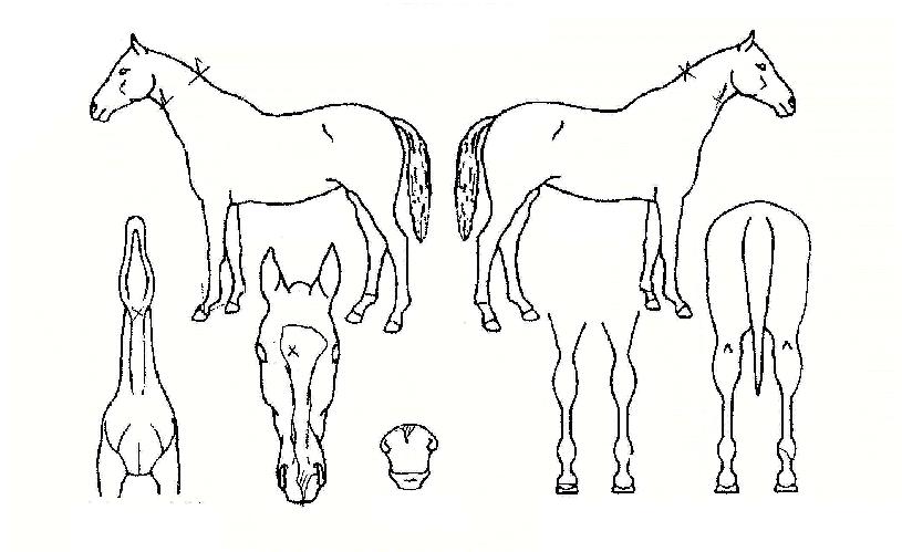 õ���� ����,���,�޸�,�λ�,�ٸ��� Ư¡����