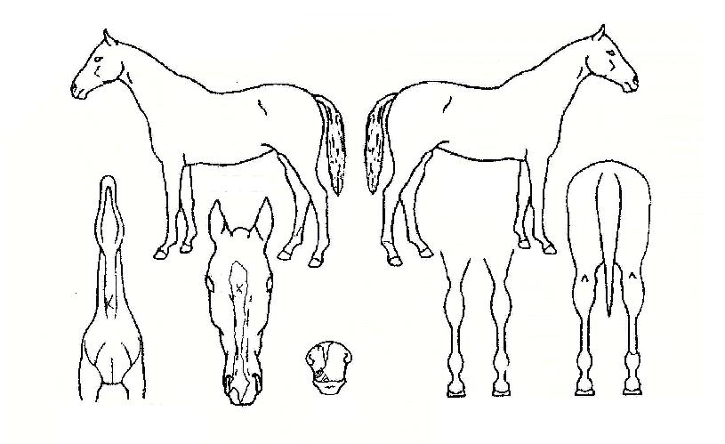 Çູ¿¹ÂùÀÇ Ãø¸é,¿ì¸é,µÞ¸é,µÎ»ó,´Ù¸®ÀÇ Æ¯Â¡µµÇØ