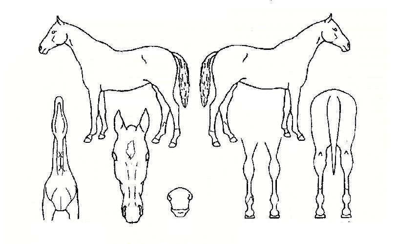 Ǫ¸£¸þÀÇ Ãø¸é,¿ì¸é,µÞ¸é,µÎ»ó,´Ù¸®ÀÇ Æ¯Â¡µµÇØ