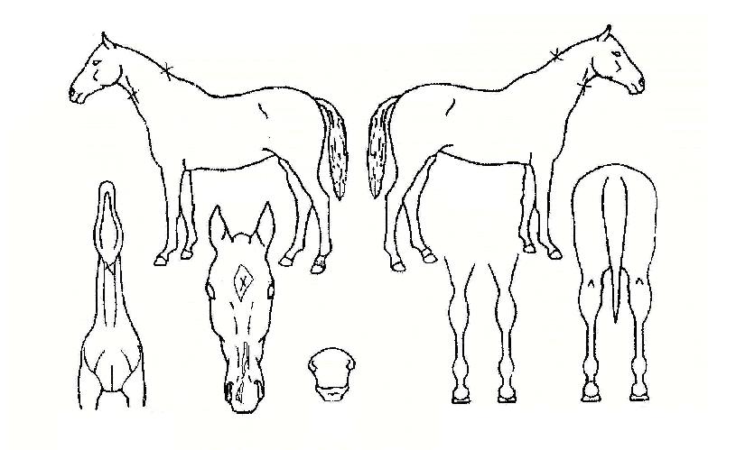 ���̵�ε��� ����,���,�޸�,�λ�,�ٸ��� Ư¡����