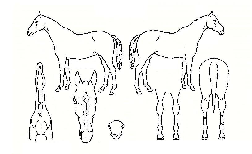 »õ·Î¿îžçÀÇ Ãø¸é,¿ì¸é,µÞ¸é,µÎ»ó,´Ù¸®ÀÇ Æ¯Â¡µµÇØ