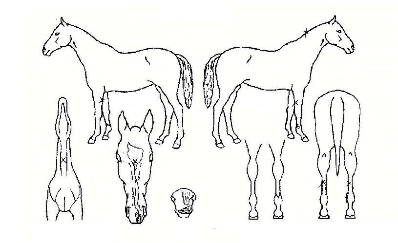 Èæ¹Ù¶÷ÀÇ Ãø¸é,¿ì¸é,µÞ¸é,µÎ»ó,´Ù¸®ÀÇ Æ¯Â¡µµÇØ