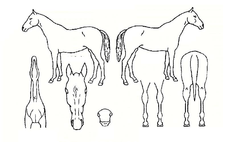 Æ®·¹À̵帶ũÀÇ Ãø¸é,¿ì¸é,µÞ¸é,µÎ»ó,´Ù¸®ÀÇ Æ¯Â¡µµÇØ