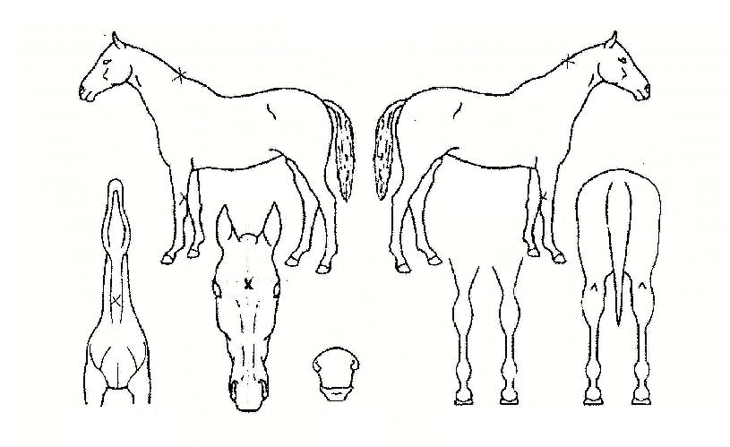 ���������� ����,���,�޸�,�λ�,�ٸ��� Ư¡����