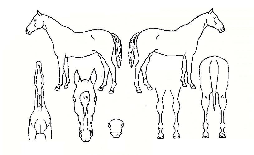 ´©¸®Ãµ»çÀÇ Ãø¸é,¿ì¸é,µÞ¸é,µÎ»ó,´Ù¸®ÀÇ Æ¯Â¡µµÇØ