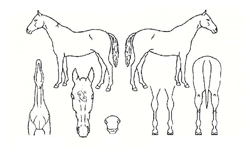 ���Ѵ���� ����,���,�޸�,�λ�,�ٸ��� Ư¡����