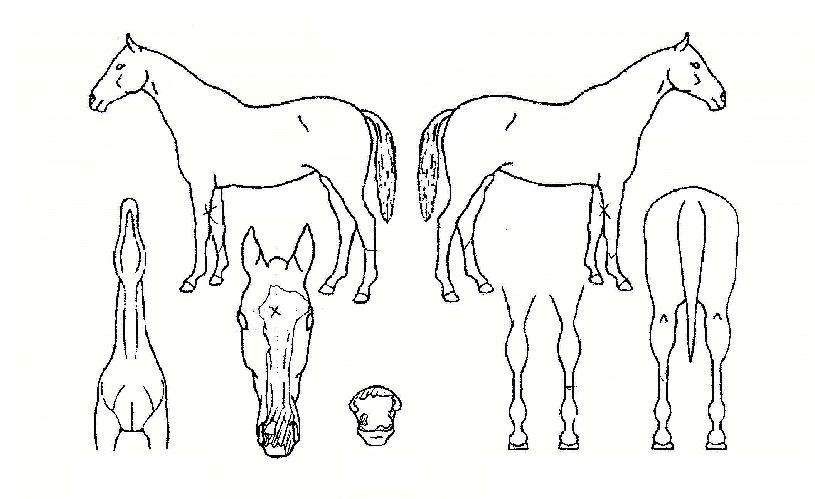 µ¿ÇØ¸í¹®ÀÇ Ãø¸é,¿ì¸é,µÞ¸é,µÎ»ó,´Ù¸®ÀÇ Æ¯Â¡µµÇØ