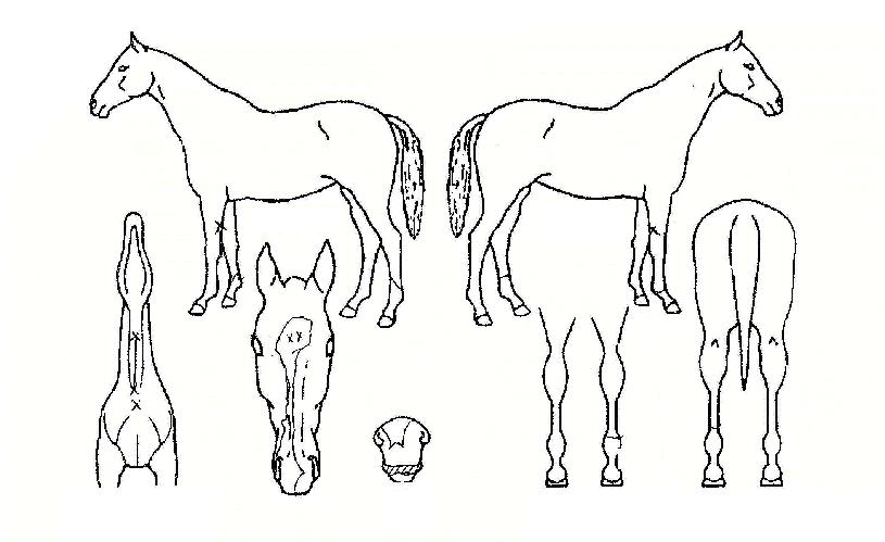 ¿ìµëÁöÀÇ Ãø¸é,¿ì¸é,µÞ¸é,µÎ»ó,´Ù¸®ÀÇ Æ¯Â¡µµÇØ