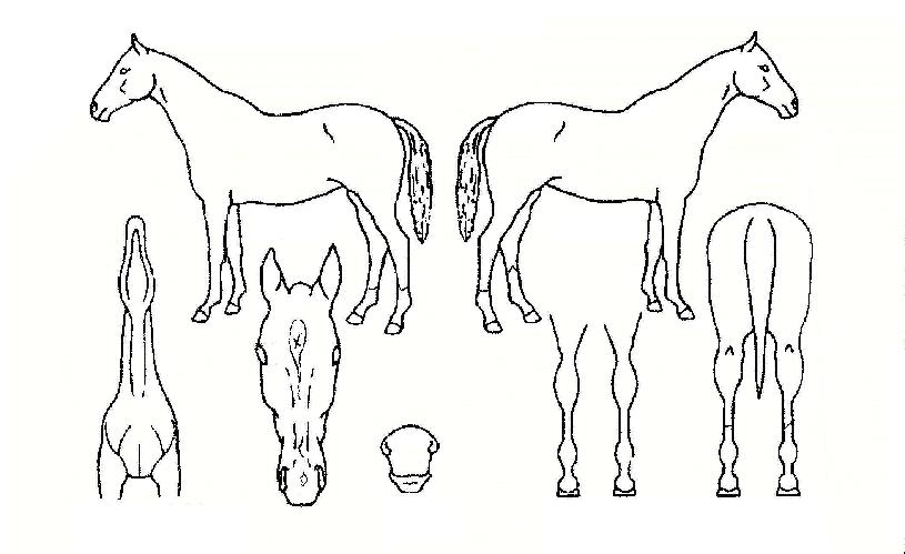 ÇØ°¥ÀÇ Ãø¸é,¿ì¸é,µÞ¸é,µÎ»ó,´Ù¸®ÀÇ Æ¯Â¡µµÇØ