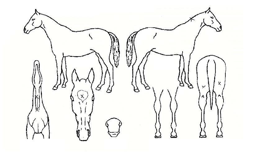 ºäƼǮº¸°íÀÇ Ãø¸é,¿ì¸é,µÞ¸é,µÎ»ó,´Ù¸®ÀÇ Æ¯Â¡µµÇØ