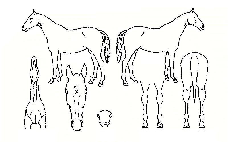 ±×·£µåÅ·ÀÇ Ãø¸é,¿ì¸é,µÞ¸é,µÎ»ó,´Ù¸®ÀÇ Æ¯Â¡µµÇØ