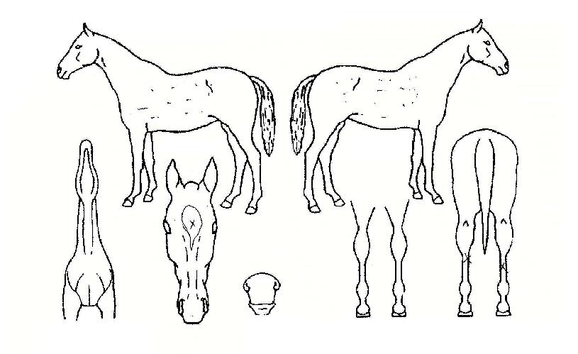 ���˸��ڸ��� ����,���,�޸�,�λ�,�ٸ��� Ư¡����