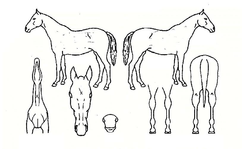 ½ºÆ¿°ñµçÀÚ¸¶ÀÇ Ãø¸é,¿ì¸é,µÞ¸é,µÎ»ó,´Ù¸®ÀÇ Æ¯Â¡µµÇØ