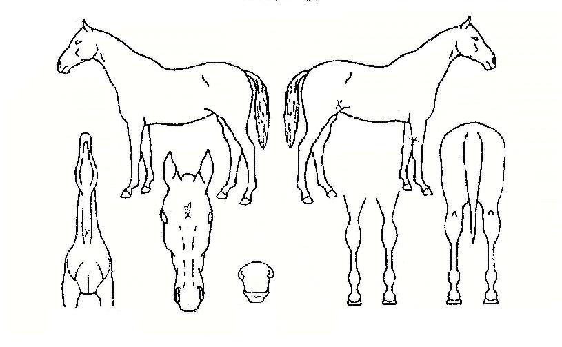 ���ϵ�ĳó�� ����,���,�޸�,�λ�,�ٸ��� Ư¡����