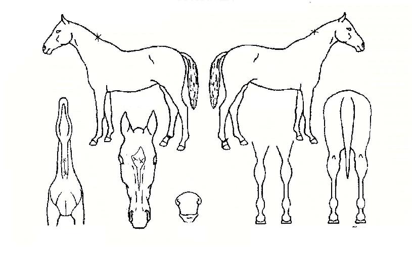 ������ġ���� ����,���,�޸�,�λ�,�ٸ��� Ư¡����