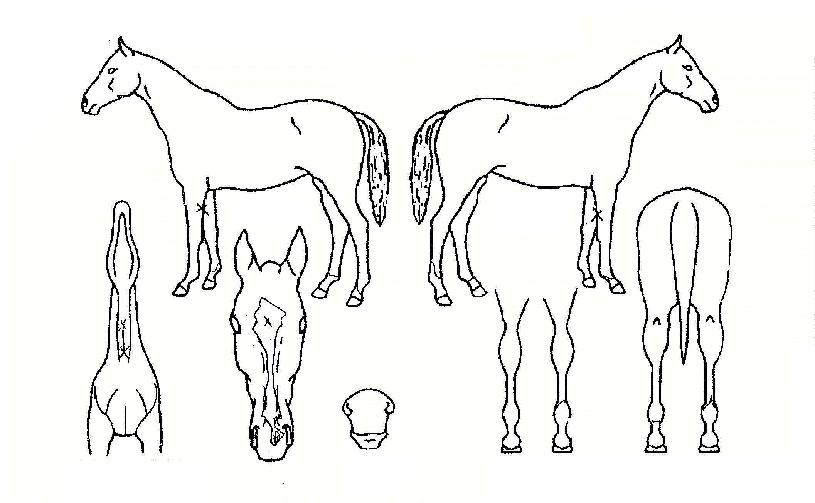 º£½ºÆ®¿øÀÇ Ãø¸é,¿ì¸é,µÞ¸é,µÎ»ó,´Ù¸®ÀÇ Æ¯Â¡µµÇØ