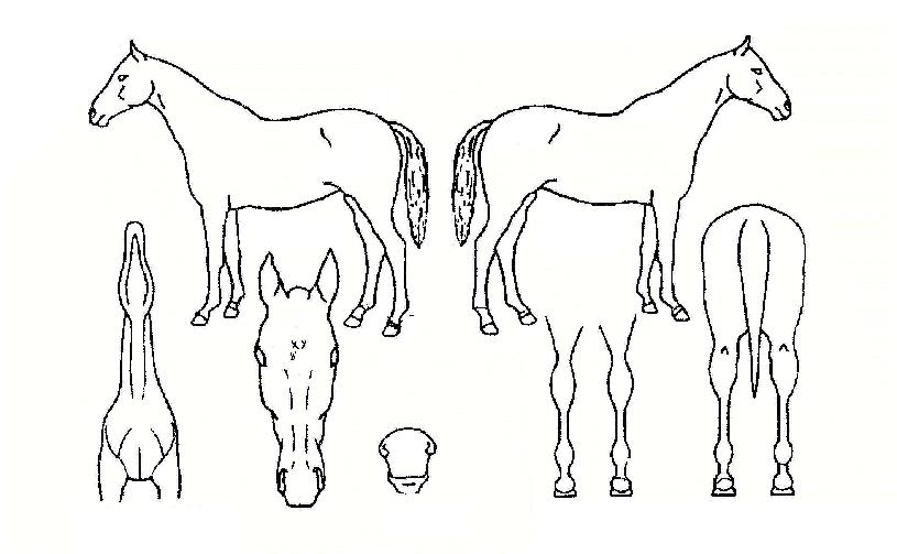 Ãß¿ùÃßdzÀÇ Ãø¸é,¿ì¸é,µÞ¸é,µÎ»ó,´Ù¸®ÀÇ Æ¯Â¡µµÇØ