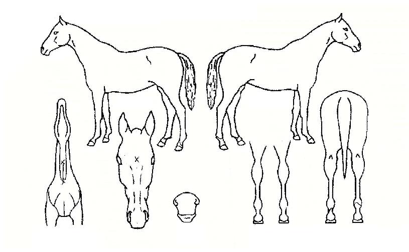 �ƿ����ĵ��� ����,���,�޸�,�λ�,�ٸ��� Ư¡����