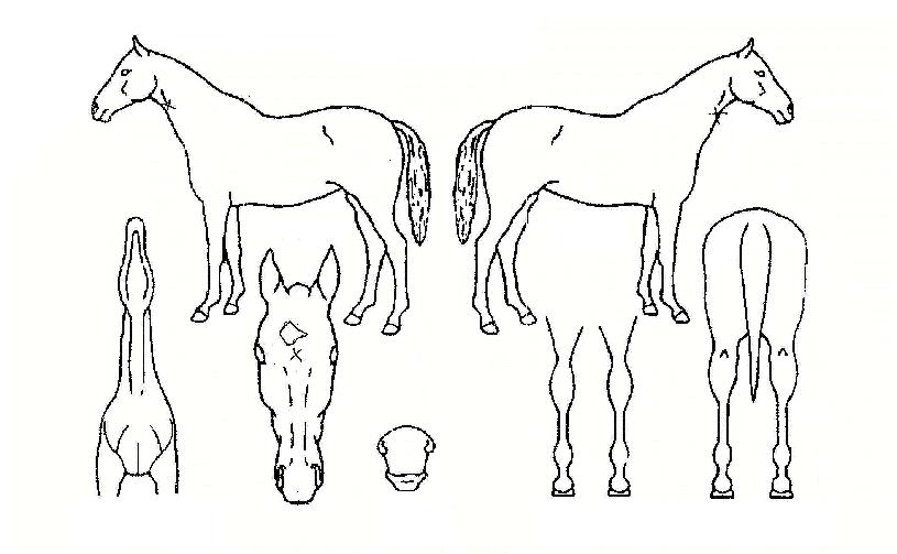 ³ë´ø±Û·Î¸®ÀÇ Ãø¸é,¿ì¸é,µÞ¸é,µÎ»ó,´Ù¸®ÀÇ Æ¯Â¡µµÇØ