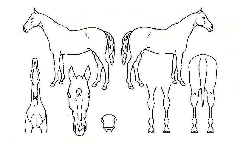 ¹ßºü¸¥ÀÇ Ãø¸é,¿ì¸é,µÞ¸é,µÎ»ó,´Ù¸®ÀÇ Æ¯Â¡µµÇØ