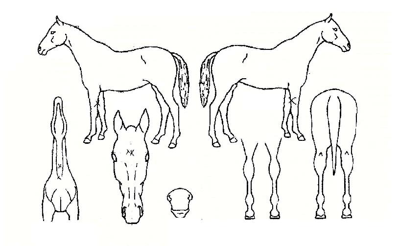 »ó½ÂÆÛ·¹À̵åÀÇ Ãø¸é,¿ì¸é,µÞ¸é,µÎ»ó,´Ù¸®ÀÇ Æ¯Â¡µµÇØ