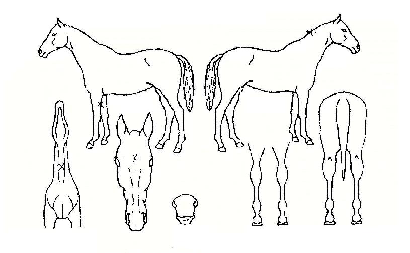 ¿öÁ¸´í¼ÀÇ Ãø¸é,¿ì¸é,µÞ¸é,µÎ»ó,´Ù¸®ÀÇ Æ¯Â¡µµÇØ