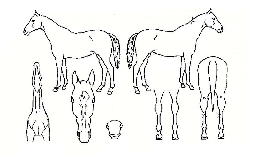 žÃÌÀÚ¸¶ÀÇ Ãø¸é,¿ì¸é,µÞ¸é,µÎ»ó,´Ù¸®ÀÇ Æ¯Â¡µµÇØ