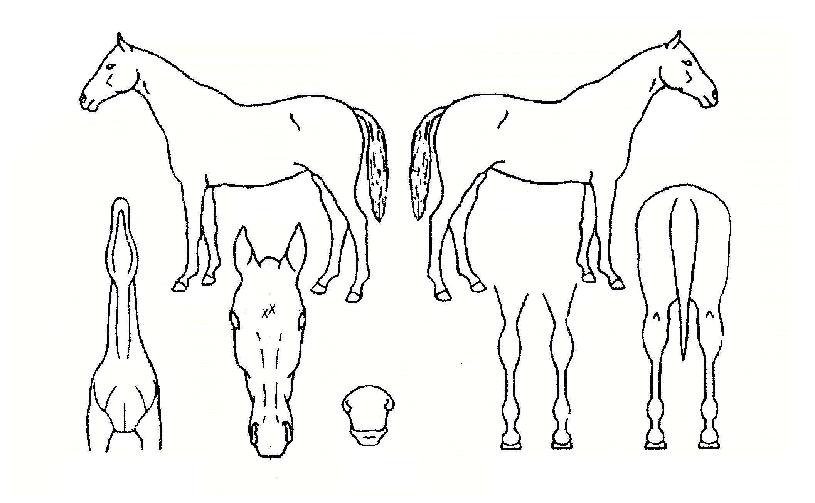 ¹éµÎÀåÁ¤ÀÇ Ãø¸é,¿ì¸é,µÞ¸é,µÎ»ó,´Ù¸®ÀÇ Æ¯Â¡µµÇØ