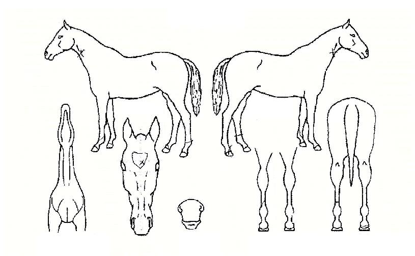 ¿À¸®¿£Å»·ê·¯ÀÇ Ãø¸é,¿ì¸é,µÞ¸é,µÎ»ó,´Ù¸®ÀÇ Æ¯Â¡µµÇØ