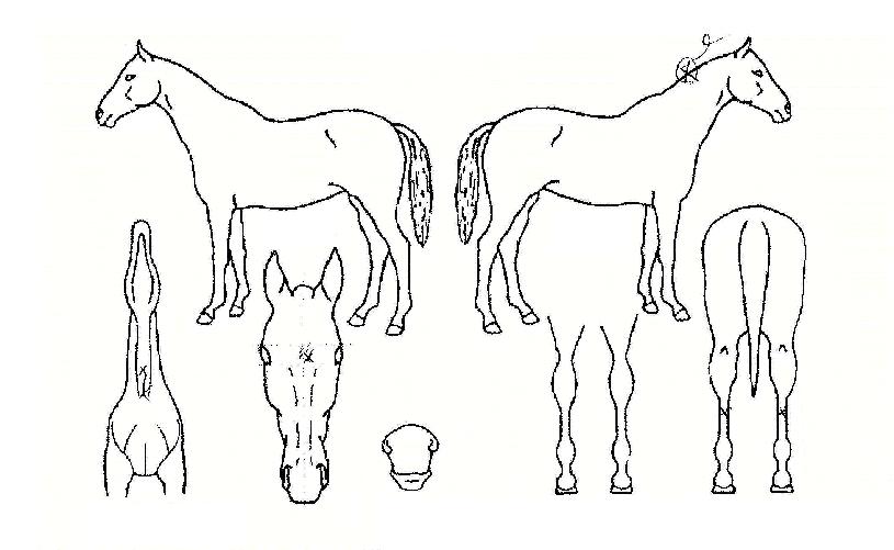 ¿ë²ÞÀÇ Ãø¸é,¿ì¸é,µÞ¸é,µÎ»ó,´Ù¸®ÀÇ Æ¯Â¡µµÇØ