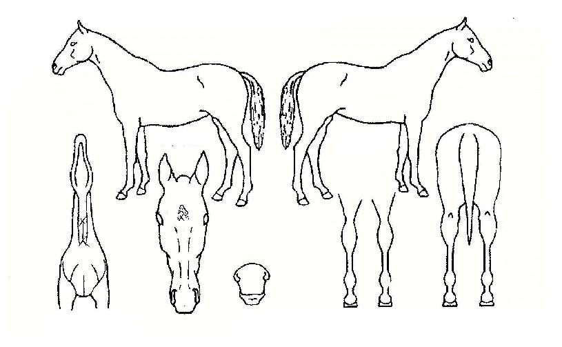 »ç±âÅëÀÇ Ãø¸é,¿ì¸é,µÞ¸é,µÎ»ó,´Ù¸®ÀÇ Æ¯Â¡µµÇØ