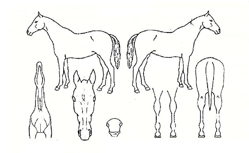 ÅÛÇǽºÆ®°¡ÀÌÀÇ Ãø¸é,¿ì¸é,µÞ¸é,µÎ»ó,´Ù¸®ÀÇ Æ¯Â¡µµÇØ