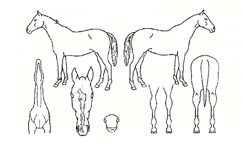 ûÃÊ·ÕÀÇ Ãø¸é,¿ì¸é,µÞ¸é,µÎ»ó,´Ù¸®ÀÇ Æ¯Â¡µµÇØ