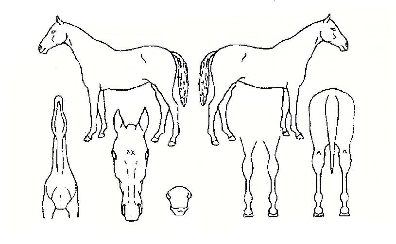 ������� ����,���,�޸�,�λ�,�ٸ��� Ư¡����