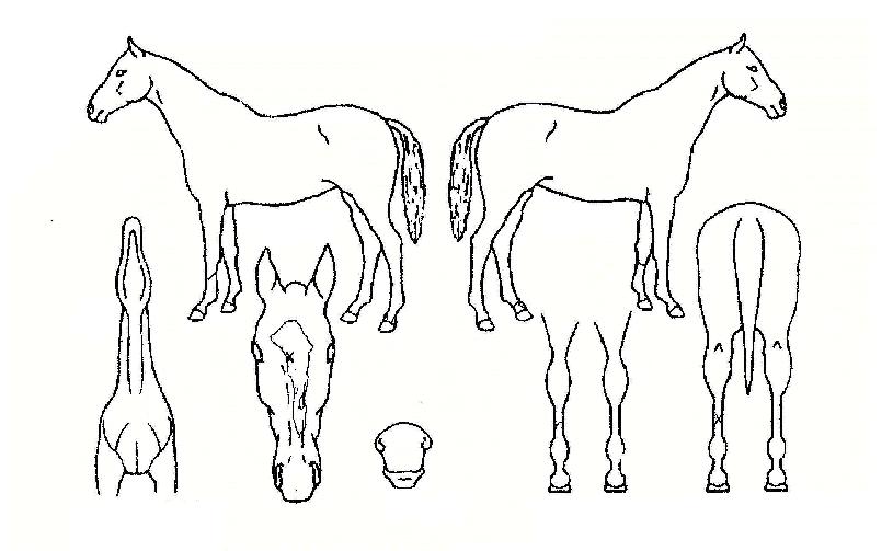 ·¯ºê¶óÀÎÀÇ Ãø¸é,¿ì¸é,µÞ¸é,µÎ»ó,´Ù¸®ÀÇ Æ¯Â¡µµÇØ