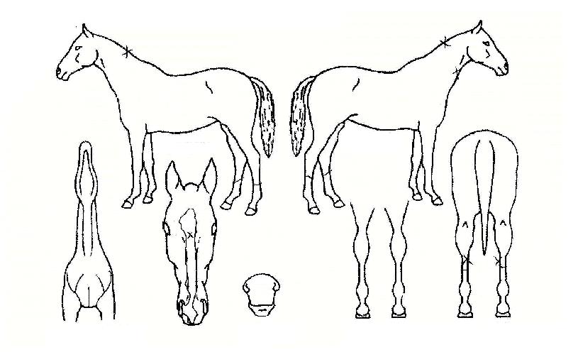 ¼±¼Âµå¸²ÀÇ Ãø¸é,¿ì¸é,µÞ¸é,µÎ»ó,´Ù¸®ÀÇ Æ¯Â¡µµÇØ