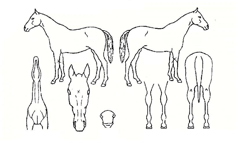 �����ڸ��� ����,���,�޸�,�λ�,�ٸ��� Ư¡����