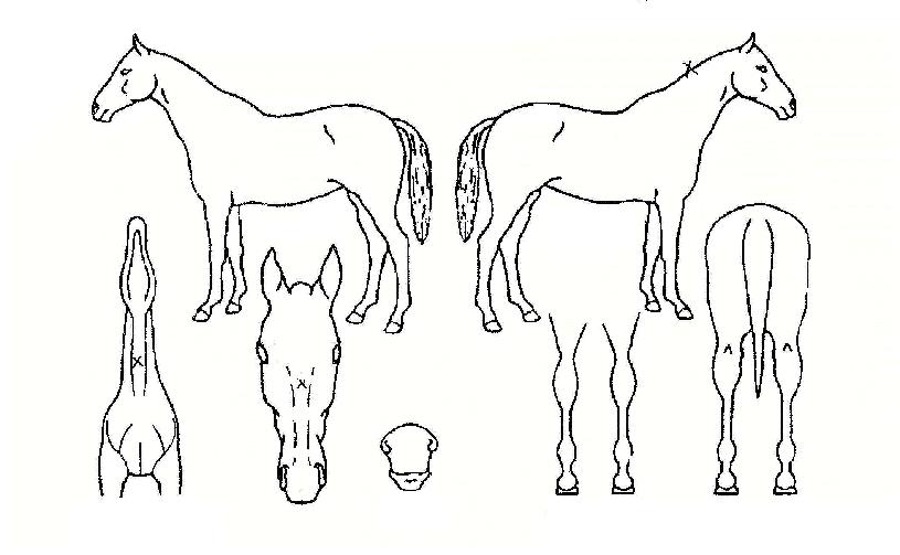 ����콺�� ����,���,�޸�,�λ�,�ٸ��� Ư¡����