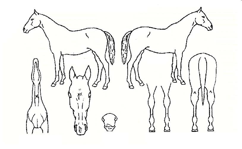 ´í¿ìµåÀÇ Ãø¸é,¿ì¸é,µÞ¸é,µÎ»ó,´Ù¸®ÀÇ Æ¯Â¡µµÇØ