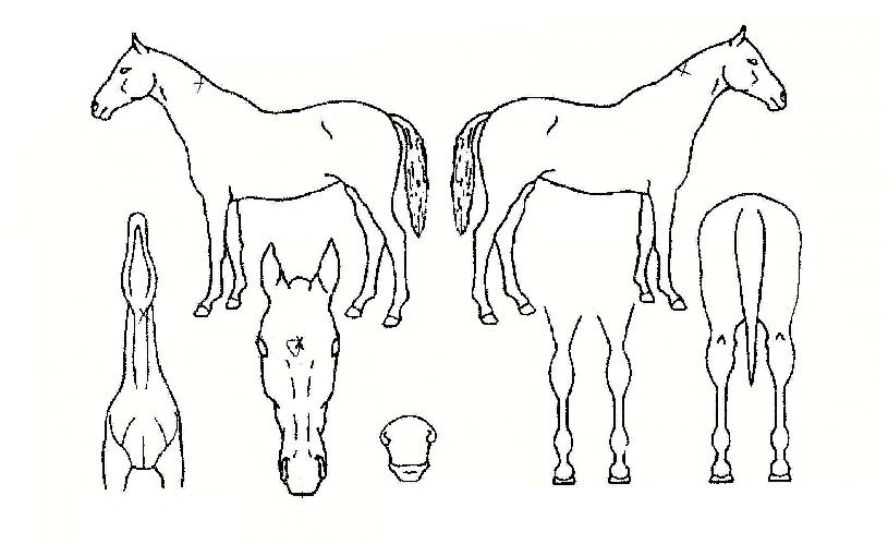 ³»½¬¸®µµÀÌÀÇ Ãø¸é,¿ì¸é,µÞ¸é,µÎ»ó,´Ù¸®ÀÇ Æ¯Â¡µµÇØ